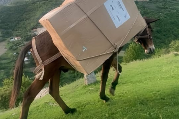 Sa dh*mbje! Ja kush i fitoi votat ne fshatin ku votat u transportuan me mushke (VIdeo)