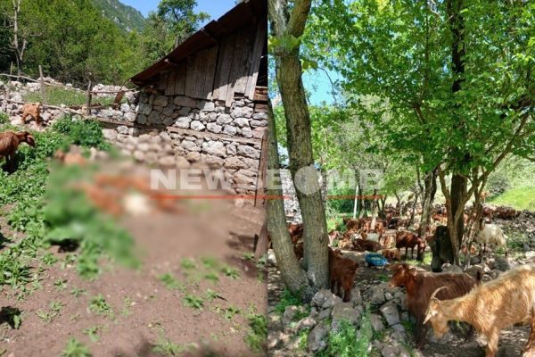 PAMJE TË R*NDA! Murtaja al*rmon autoritetet, ng*rdhin mbi 150 bagëti, rr*zikohet tufa me 700 krerë në Martanesh
