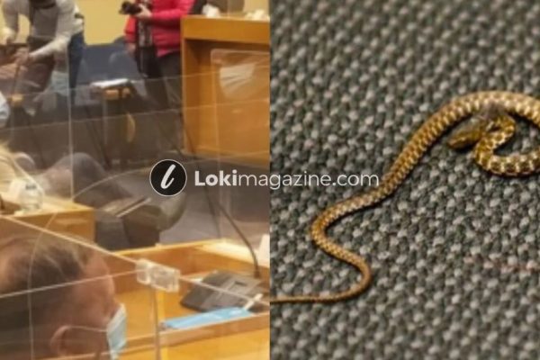 E papare! Gjarpri hyn në Parlament, deputetët ia mbathin nga salla (video)