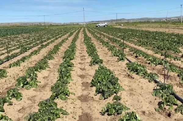 Pogradecari spërkat komshiut të mbjellat me pesticide për ta d*mtuar, fshatarit i ndodh gj*ma e madhe