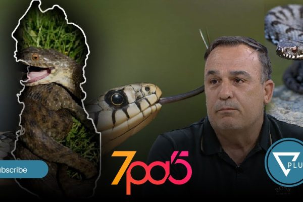 “P*shtimi i Shqipërisë nga gjarpërinjtë”, toksikologu: Si të dalloni nëse pickimi është h*lmues
