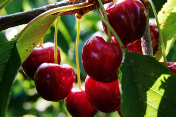 Zbuloni se çfarë ndodh nëse hani një qershi me një krimb të fshehur brenda…