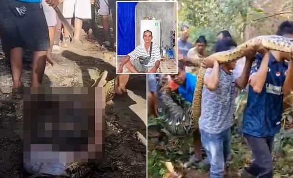 Momenti dramatik kur fshatari gjendet brenda barkut të pitonit gjigand