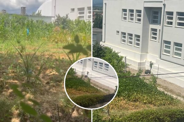 Pretendime për “mbjellje misri” në oborrin e shkollës, reagon Bashkia Kamëz: Pretendimet, të pavërteta